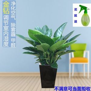 室内除味植物
