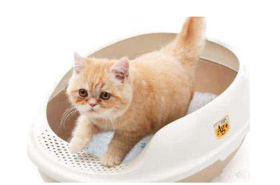 猫多次拉稀喷屎水,猫多次喷稀屎水