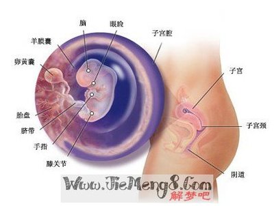 梦见自己怀孕想打掉