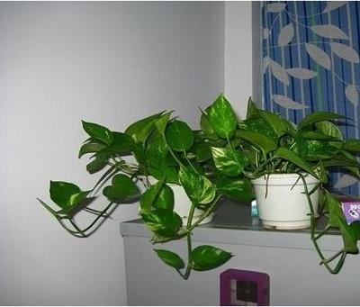 卧室绿萝