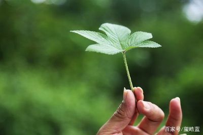 苍耳虫药用功效与作用