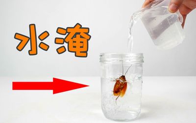 蟑螂在水里会不会淹死