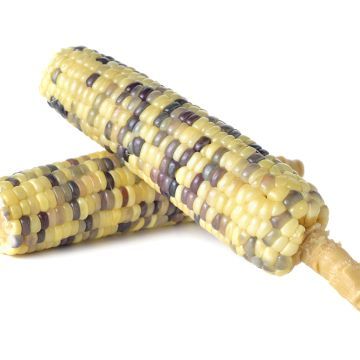 糯玉米减肥