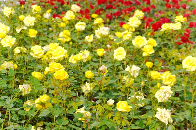 合肥四季花海要门票吗