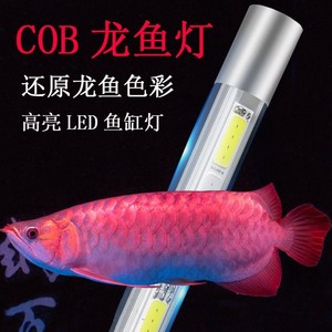 紅龍魚眼睛往里凹怎么辦啊圖片大全視頻（紅龍魚眼睛往里凹怎么辦啊圖片大全視頻講解）