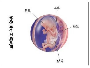 怀孕12周胎儿会动吗