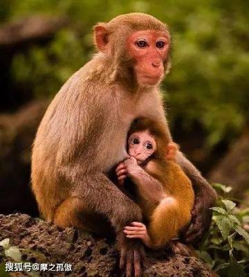 属猴的出生年份