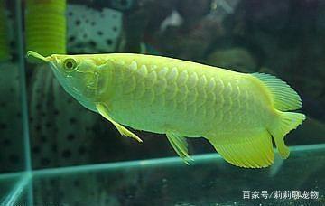 1. What is the location of <strong><mark>Aquatic</mark></strong> shops in Cerero Largo?