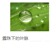 露水怎么读