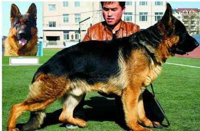 德国牧羊犬起名字大全
