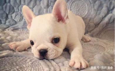 斗牛犬霸气名字大全