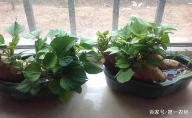 阳台红薯盆栽怎么种
