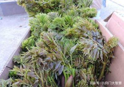 树菜孕妇可以吃吗