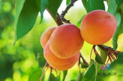 桃和杏可以一起吃吗