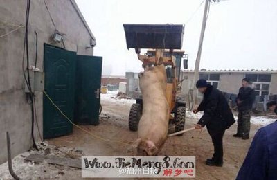 周公解梦梦见吃猪肉