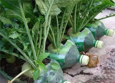 塑料瓶种菜有毒吗