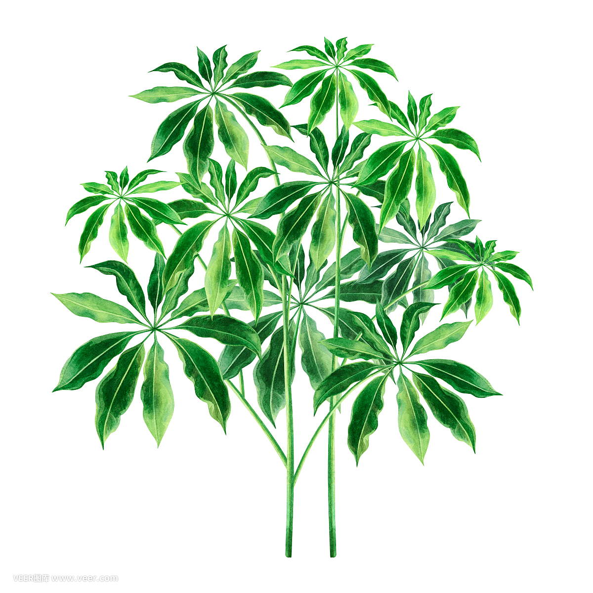 水彩画树绿叶,棕榈叶孤立在白色的背景上.水彩手绘插图热带,阿罗哈异.