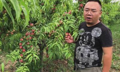 孕妇梦见油桃