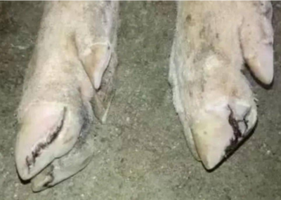 猪裂蹄病怎么治疗