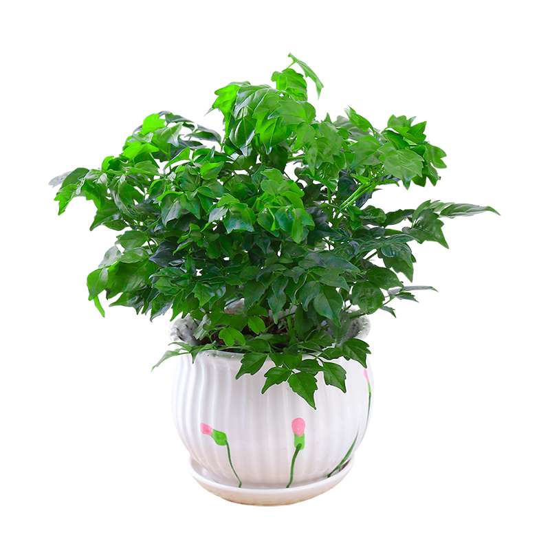 室内花草植物
