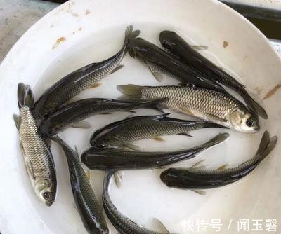 粗鳞鱼的做法大全家常