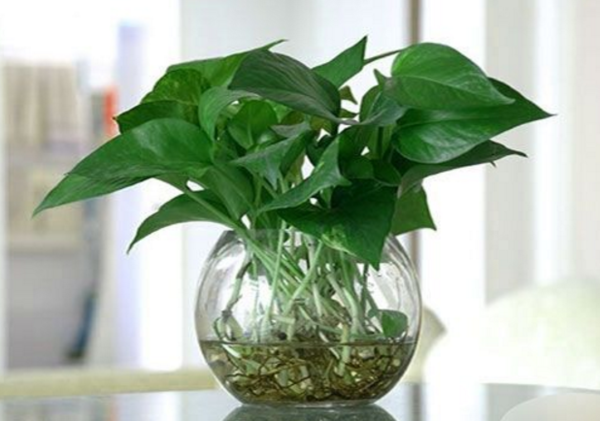 房间里放什么植物可以净化空气