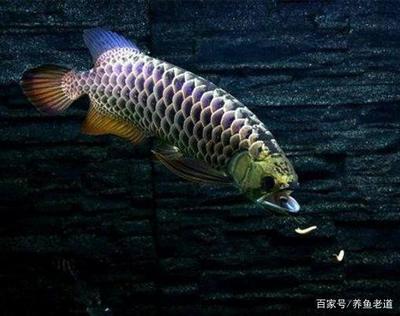 信陽水族館魚還不錯 噴點菠蘿魚