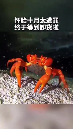 螃蟹宝宝