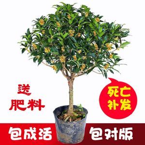 桂花树的赔偿价格表