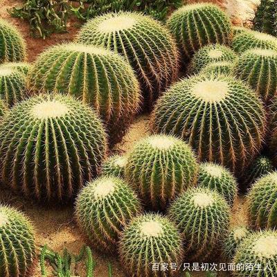仙人掌可以美容吗