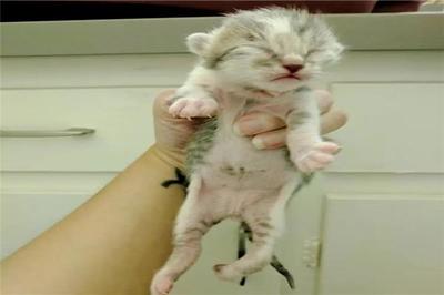 母猫怀孕