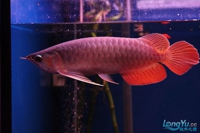 魚(yú)缸進(jìn)水口花籃 水族問(wèn)答