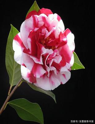 山茶花的寓意