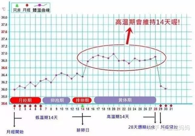 排卵期如何计算