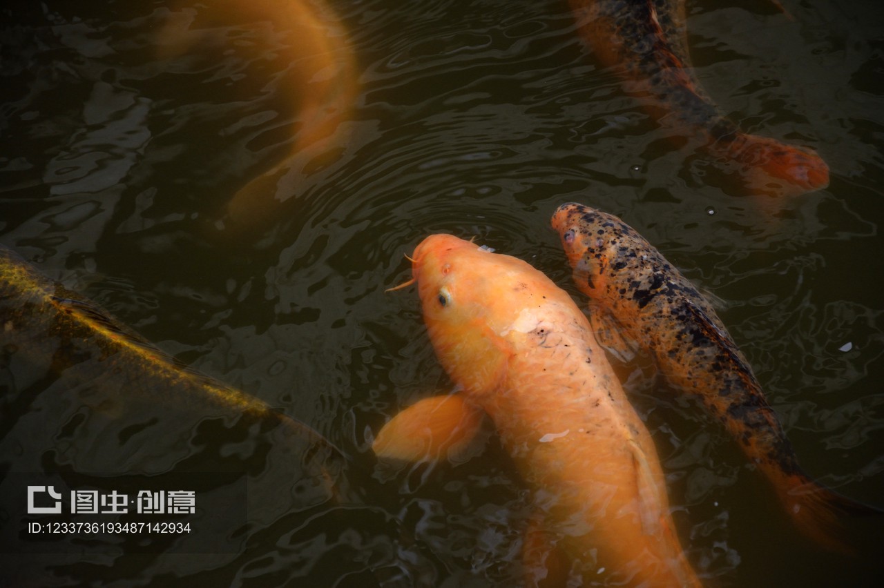 大連中山公園購物廣場(chǎng)三合春雨水族店（大連中山公園水族花卉市場(chǎng)搬哪里了）