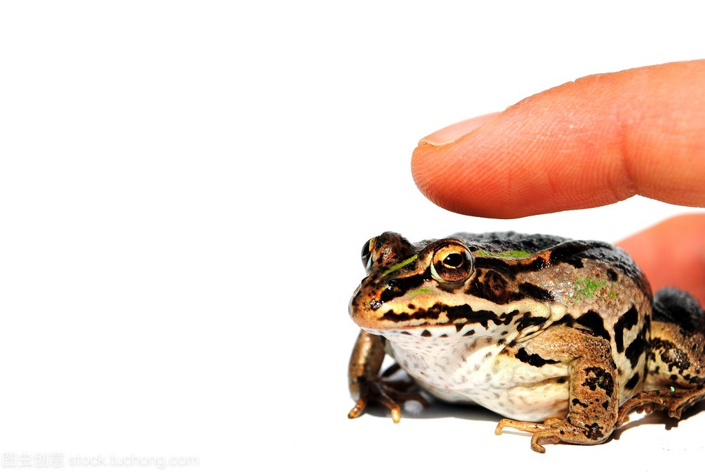 一只青蛙的手有几根手指