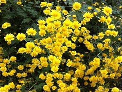 野菊花对脸上痘痘的功效