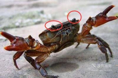 吃不完螃蟹怎么保存
