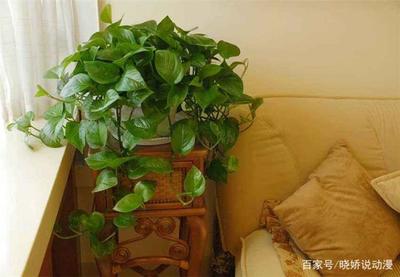 绿萝能放在卧室吗