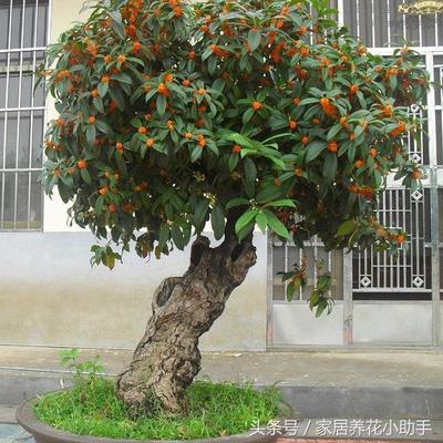 桂花树的赔偿价格表