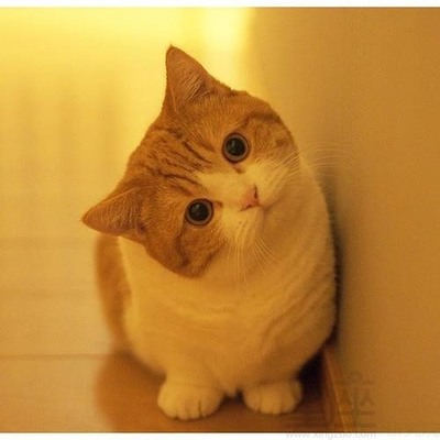 属狗的人适合养猫吗
