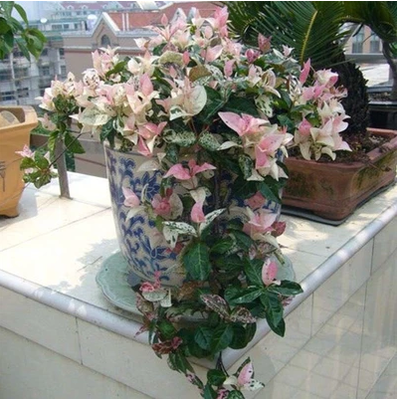 阳台适合种什么植物