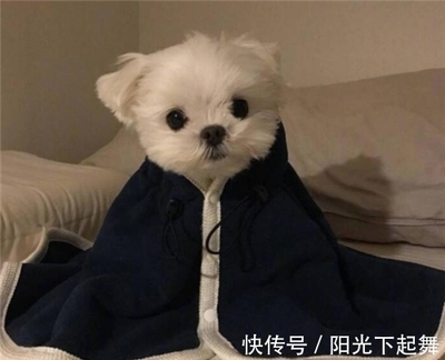 继承遗产的狗