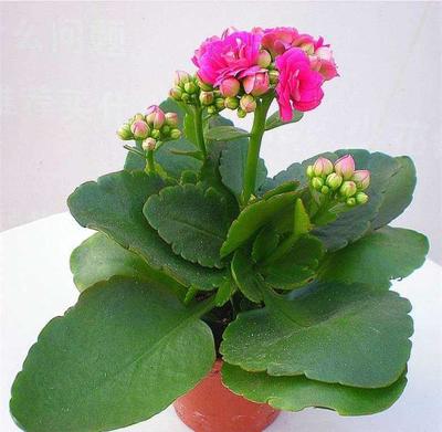 寓意发财的花