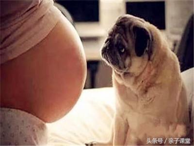 孕妇可以接触宠物吗