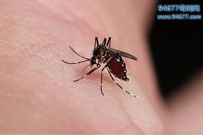 蚊子有公母之分吗