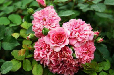 花朵的名字大全