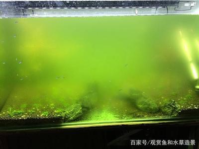 廣州市番禺區(qū)橋南街柳生榮水族店