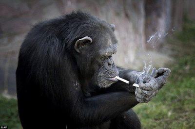 会喜欢抽烟是什么动物
