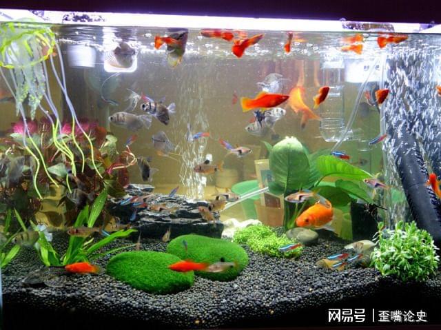 怎樣拆掉魚缸玻璃膠視頻（怎樣拆掉魚缸玻璃膠視頻教程）